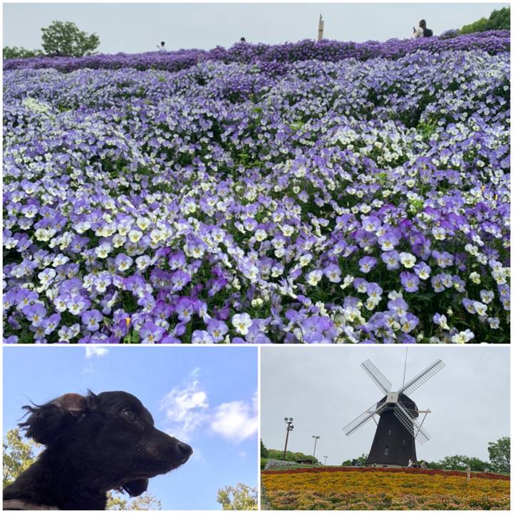 8f915baa f239 458d 8d3d f2f266c874fb 1620474232590