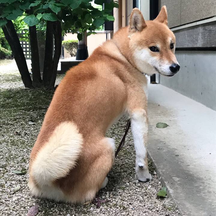 8f9387b8 701f 4376 9a0a e6cec5f6720c 1558940823800