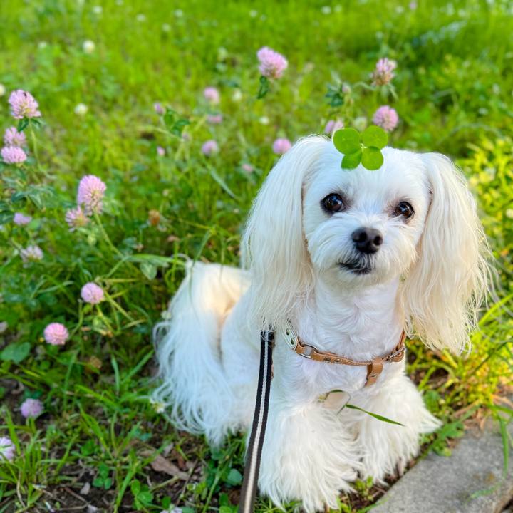 8f93cf47 2ba7 4c22 ae3a ef2ac3f7fa39 1715855048897