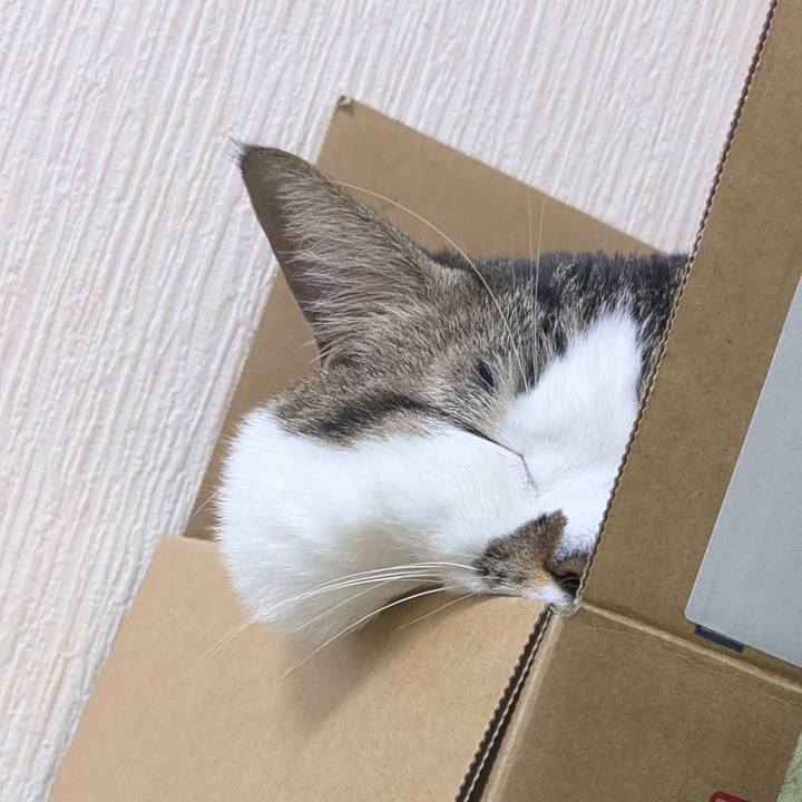 8f970e16 34c8 43b4 b999 9d7639e3f77d 1762828676158