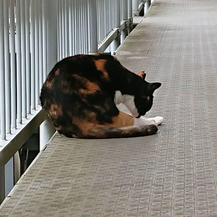 8f97c77d 8b19 4cfa b378 a3a3c7da1ea5 1529141910895