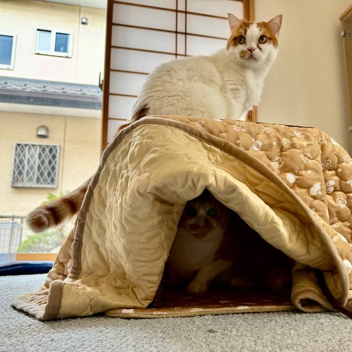 8f981077 6648 471a 94ef 19cfa9039459 1764212622306