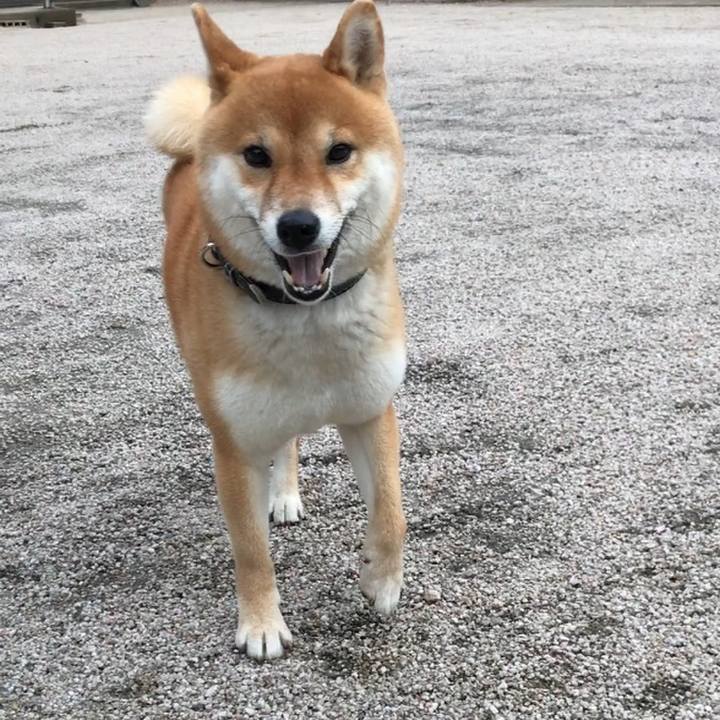 8f9e83a9 53fb 4224 ab16 3e87c4b9852b 1525135053031