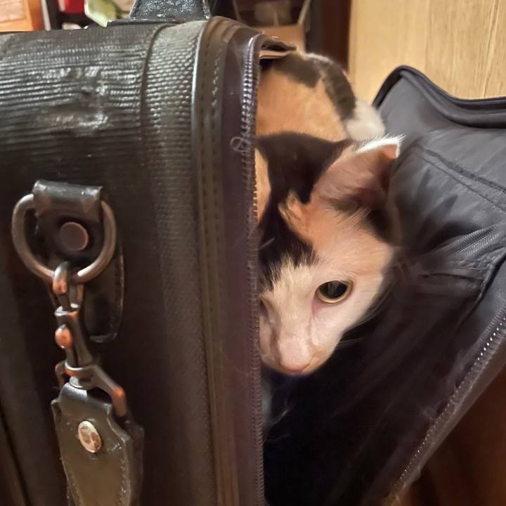 8fa183d8 7194 4b7a bb87 0e516a3c7893 1722132156300