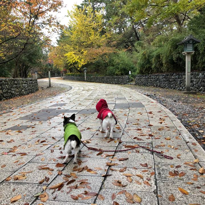 8fa2fcdb 4031 4b1e a393 51e6aa4d1e05 1574124238870