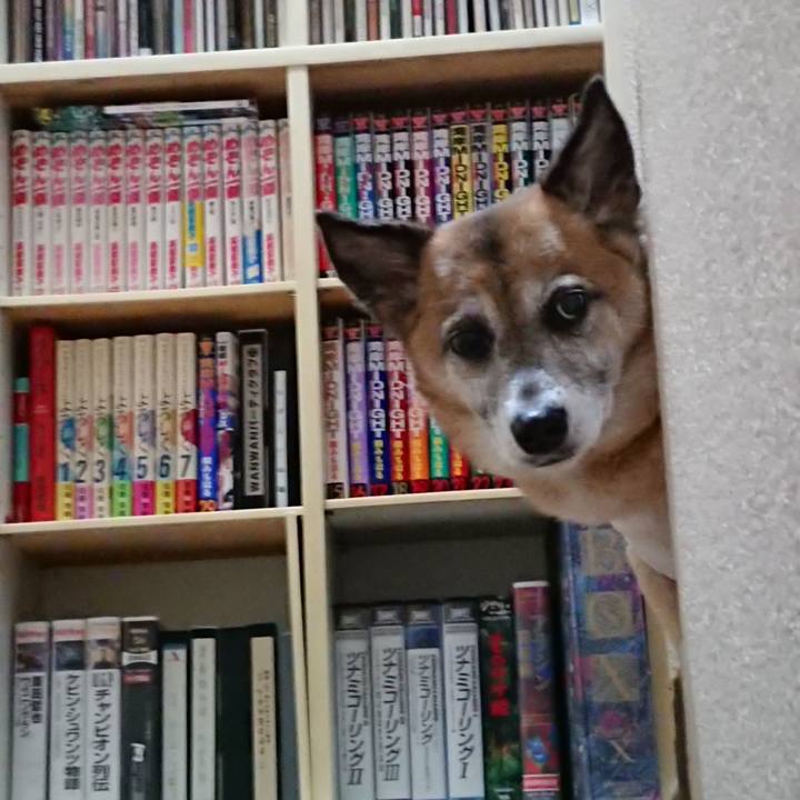 8fa3662e a673 4112 9748 dc4288862ab9 1527260267205