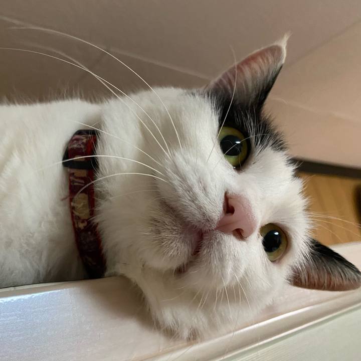 8fa40d8c 5ac6 4100 b666 00be7f57e29d 1650548863274