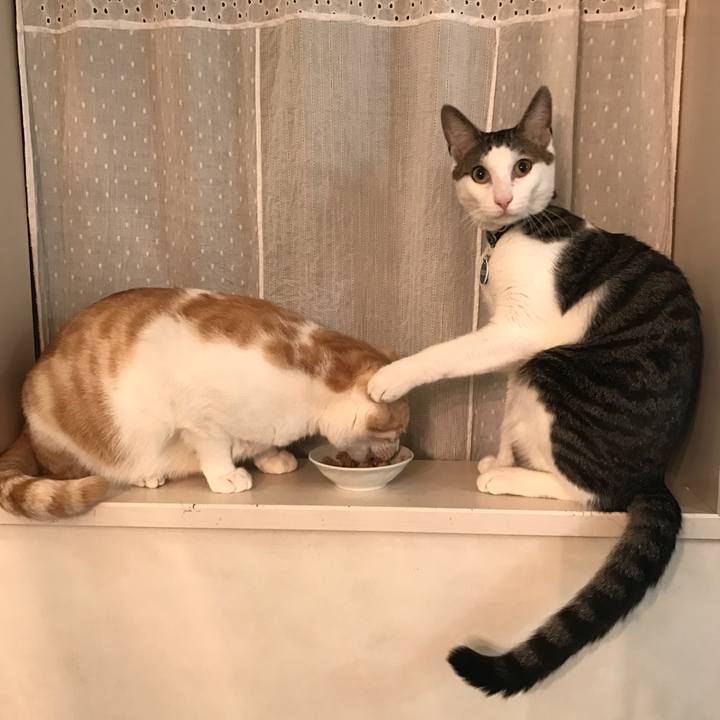 8fa67548 e4d9 4d24 ad83 307eec40a779 1518530680613