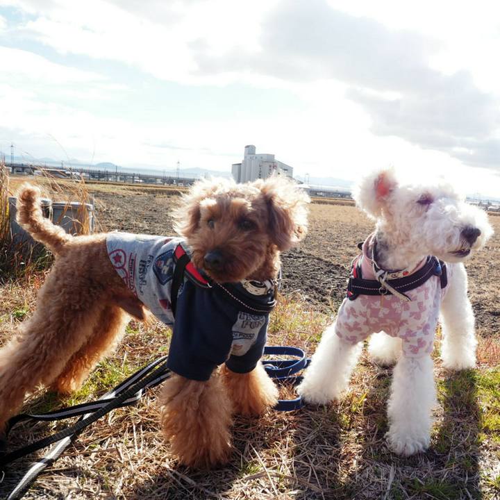 8fa74893 cd58 42d7 8c41 e9cbabda9d37 1513896497728