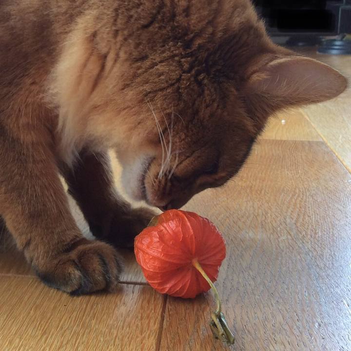 8faa82e3 bed0 443b 9fa6 12c2edbeb2f1 1596533718747