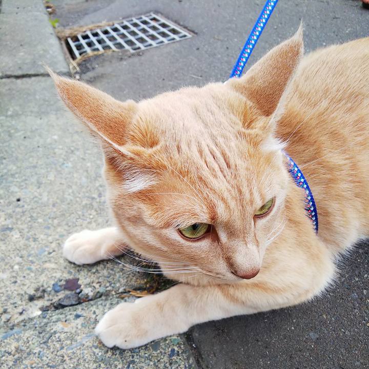 8fc0c1cd 05ed 4e58 9dff f3082ea1b9f6 1595582853903