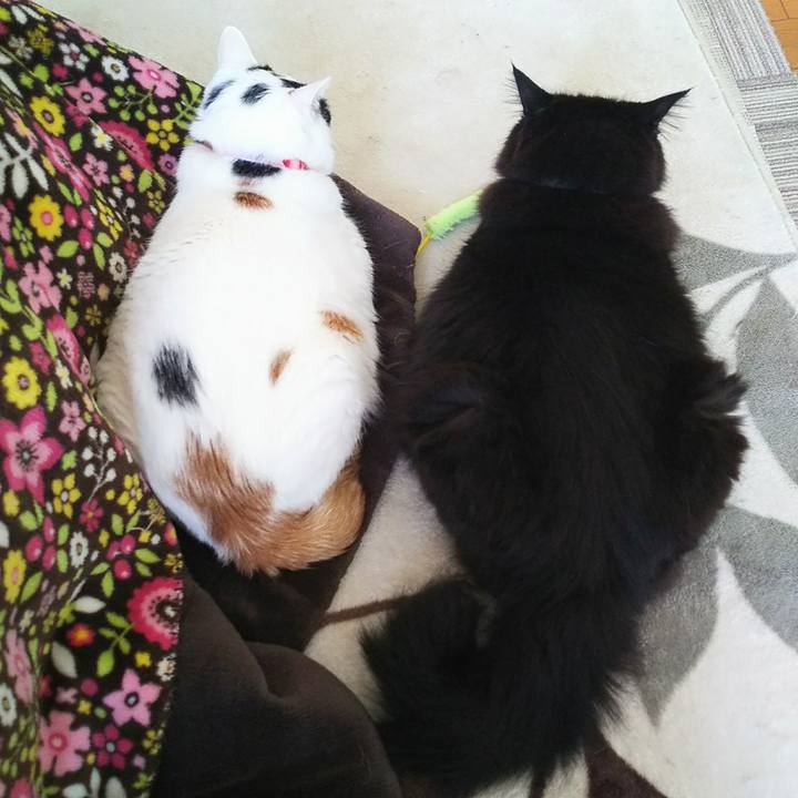 8fc0cc36 3047 4719 a9e7 d33b7952e9d6 1525561810513