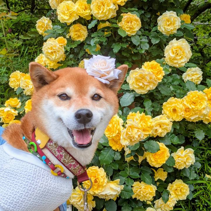 8fc34250 d9ce 45e5 869d 9149d54997d9 1747190835931