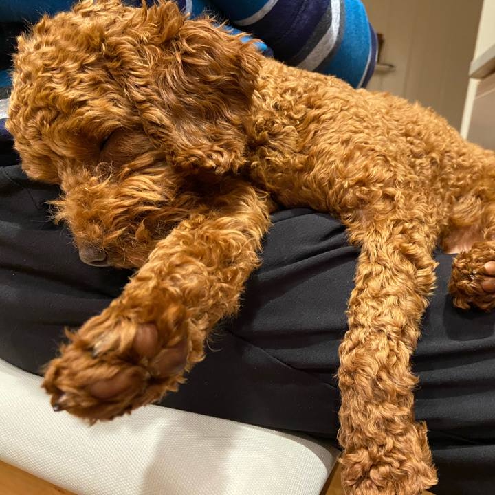 8fc4de26 1c95 4317 95a4 0a4ec276b5fd 1584741647110