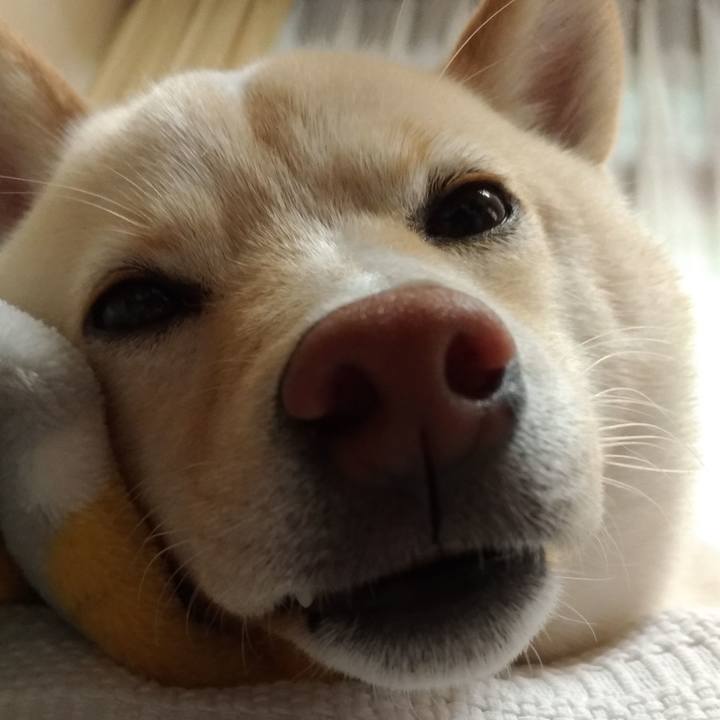 8fc69338 c402 4f3c 80e7 3dd4fc89921e 1525580394308