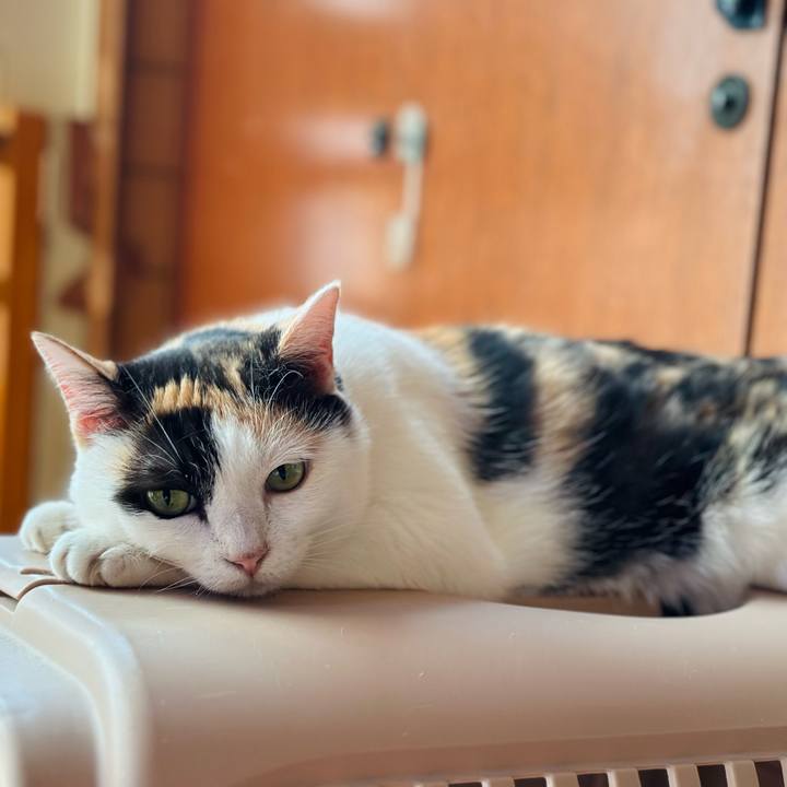 8fc7c022 fc16 4cfc a0cb e5f8d0e2e27c 1725415208630