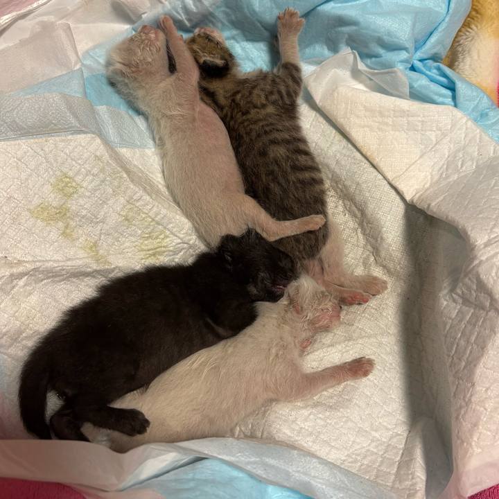 8fc9abc1 cb1e 4bc6 a62a 294e310edb76 1775312537755