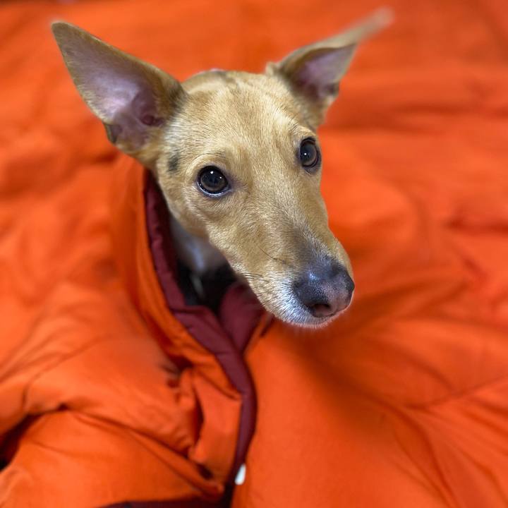 8fcd4d7f c0f4 4798 8e0f ba26fd7f0158 1774988565072