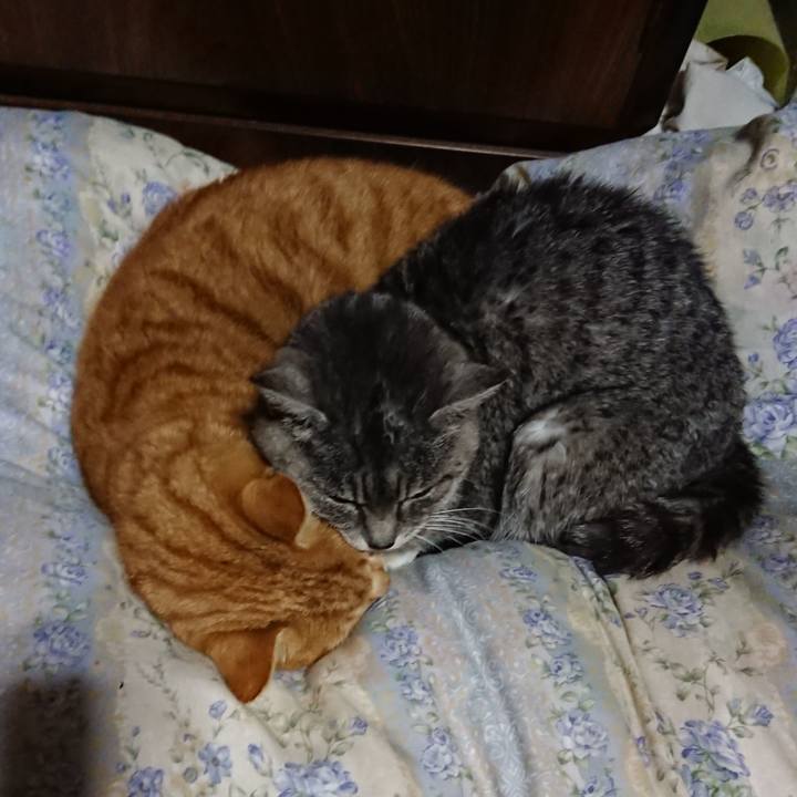 8fce0c47 74ea 43bd b491 f2983f57b204 1578658046834