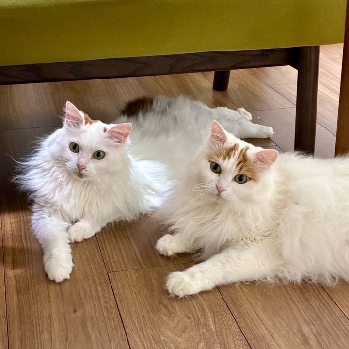 8fce5dba 6eae 4188 af89 723732fea9ca 1766633935661