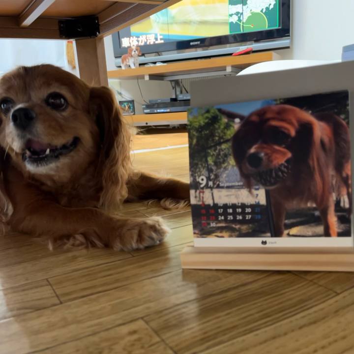 8fd16ac0 7960 4c84 b64e b51f9dad8c9a 1725146959564