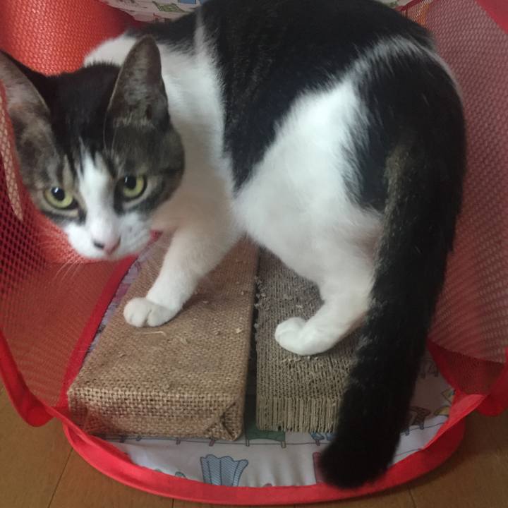 8fd8d48e 6f2a 47f0 b6da 2bbb0f8577a2 1534405777437