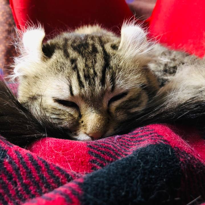 8fd9435c 31b3 4a7f 9073 ebd003feeed6 1543490166735