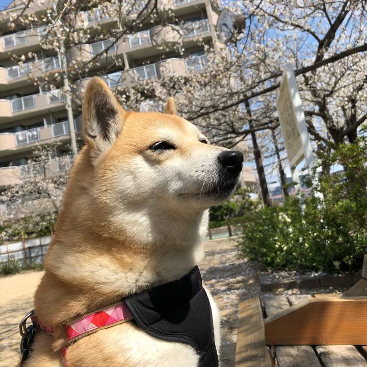 8fd9af51 07cf 4dac 9139 50289fc731f0 1554179643534