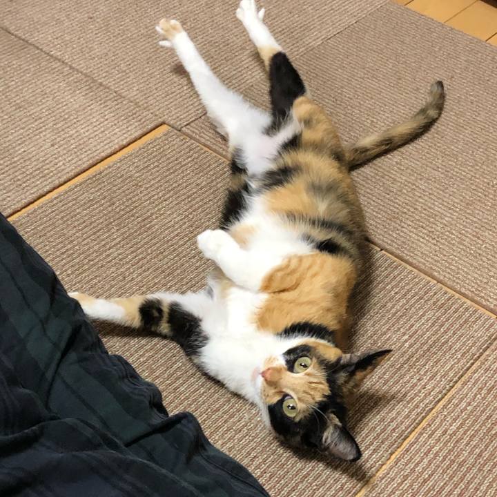 8fdae22a 8eb2 4008 adcb 76cdbbccfa5e 1544997456229