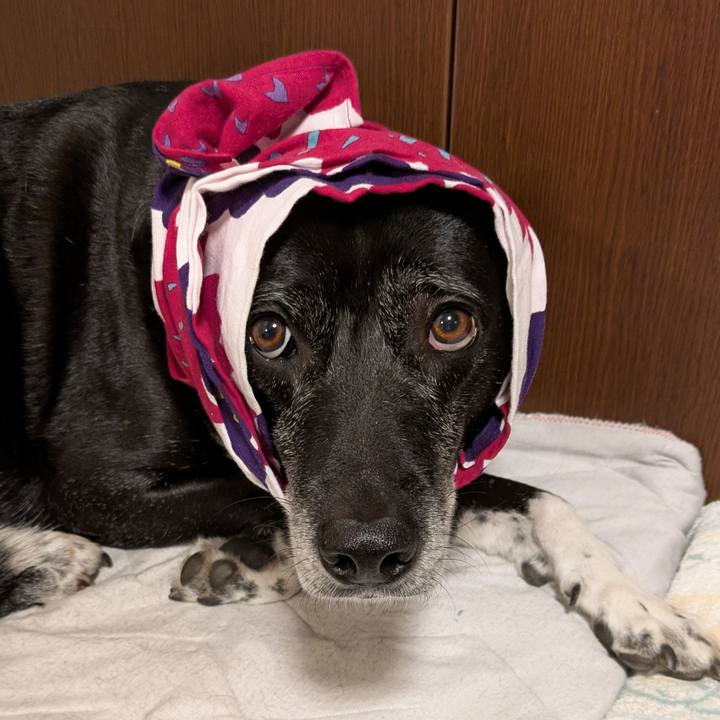 8fdc2835 519c 4100 862a 0440348ddf90 1746173821904