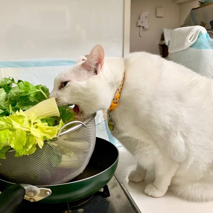 8fddb4d3 848c 4947 a7fa ff41f02b84a1 1581601803805