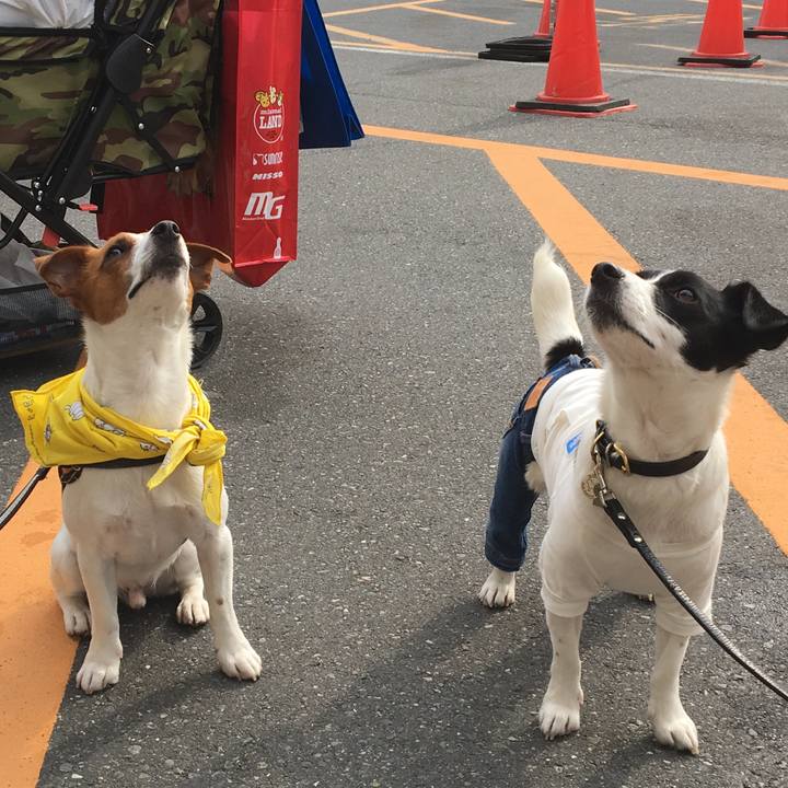 8fde7f63 20f9 4229 bccd d86b621f68a6 1522571700897