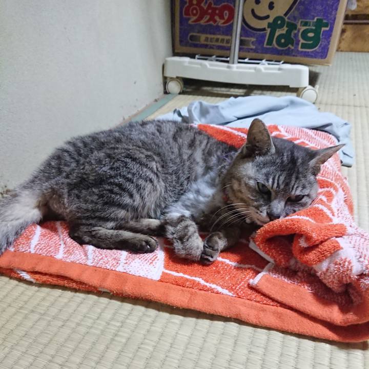 8fe0c463 3ecb 4c53 a5f4 a3b539d5dfff 1592568062684