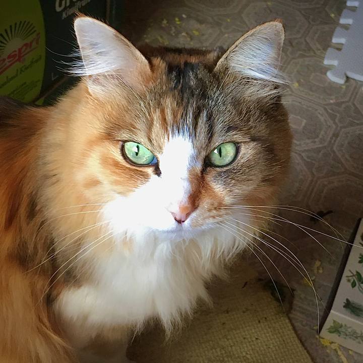 8fe1b1e1 f779 4a1e a57d 3d864c3fba13 1585207195417