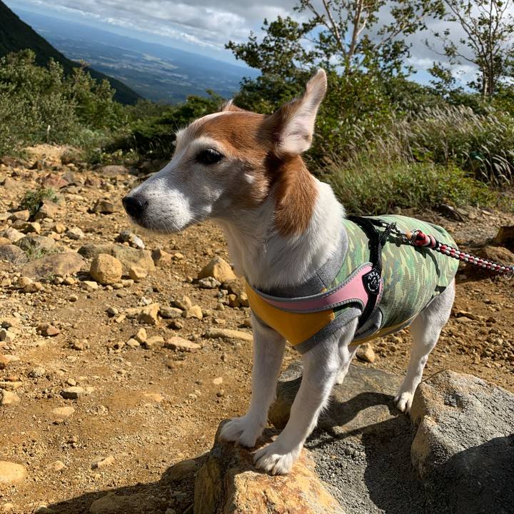 8fe23b6a 0a1c 4881 b285 07d137560428 1602685072697