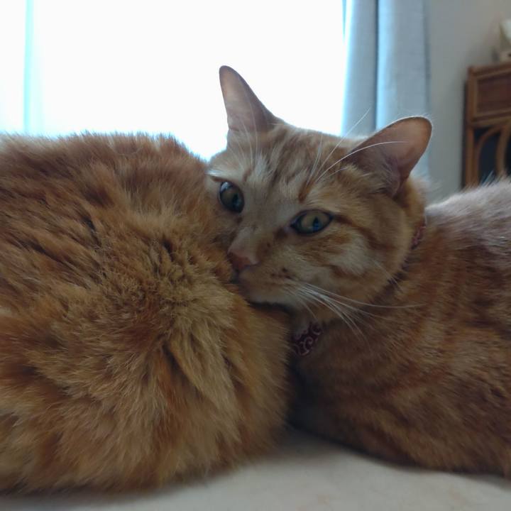 8fe2d228 c786 476b ba1d a66b84988d66 1632805194784