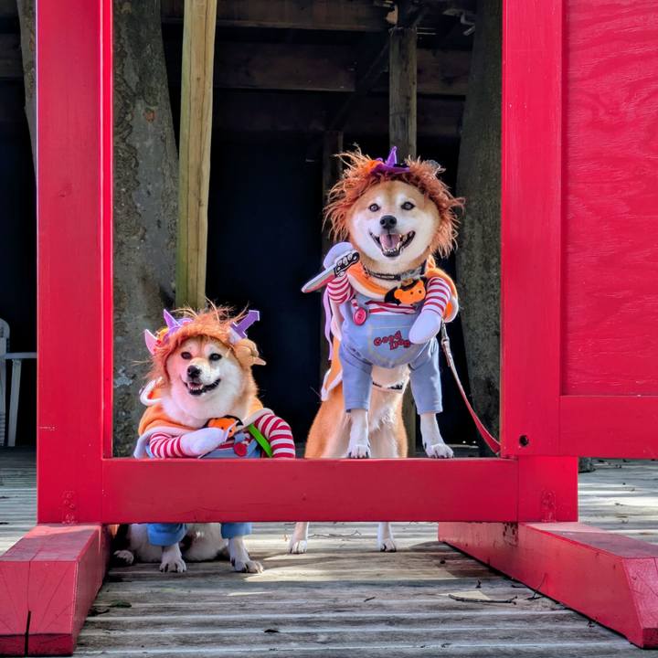 8fe36863 16f0 4a23 b903 fd6519518060 1760331821097