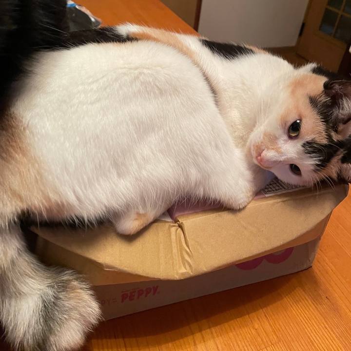 8fe4d24d 0d76 4f9c a56a ffde82d2b74b 1688816690747