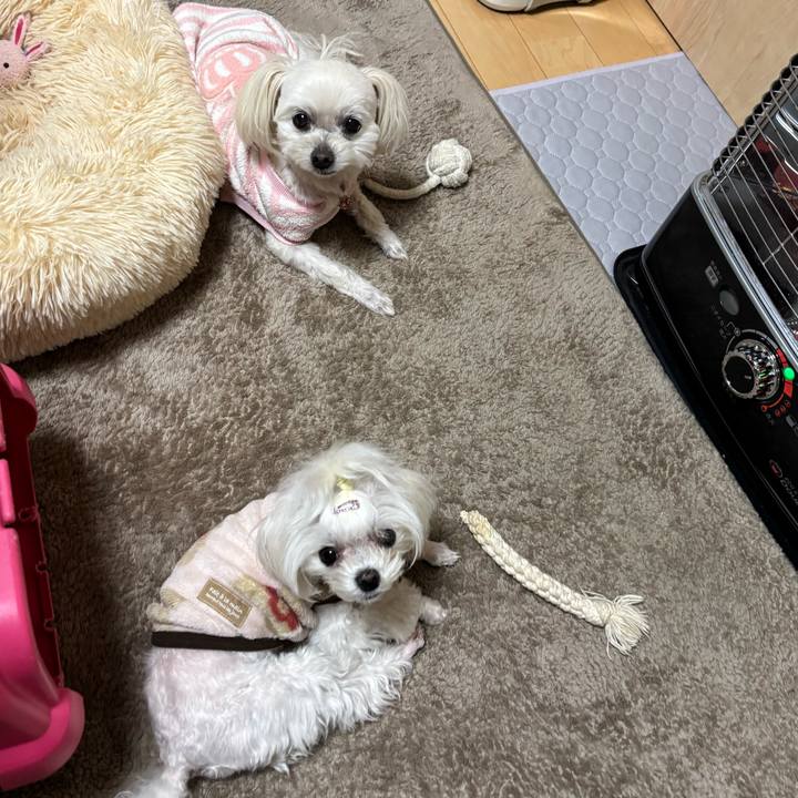 8fe576d7 80a6 4cce b1a0 a74c5bd204cc 1742114324552