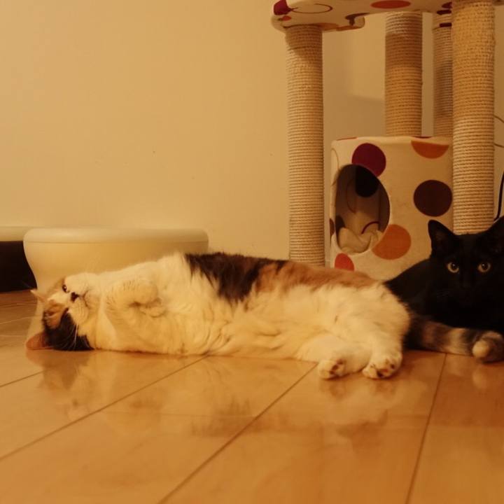 8fe8d8cf 12e3 4791 bc9b 9d12a80f1ad0 1539008590853