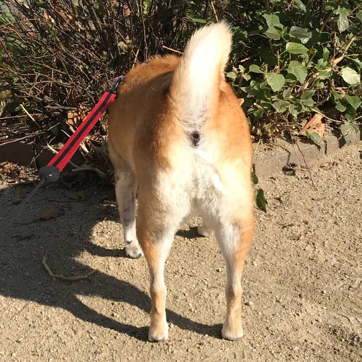 8fe8db1a da6a 457b ab29 bcbec4dbf90b 1512621226918