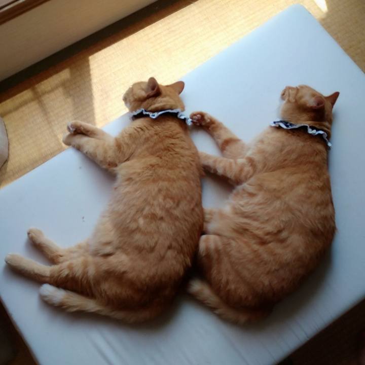 8fe9981f 6e56 419a 9b83 a88fa74aad36 1594523363917