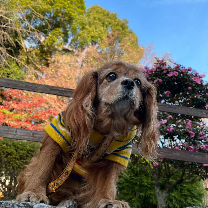 8feac096 1a45 4257 b05e fb0cc1fddd4e 1765329101907