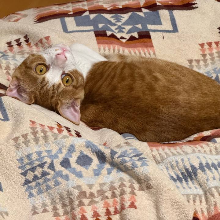 8fee2bbd ff67 4bf6 9b30 888ceebf65f2 1761024849315