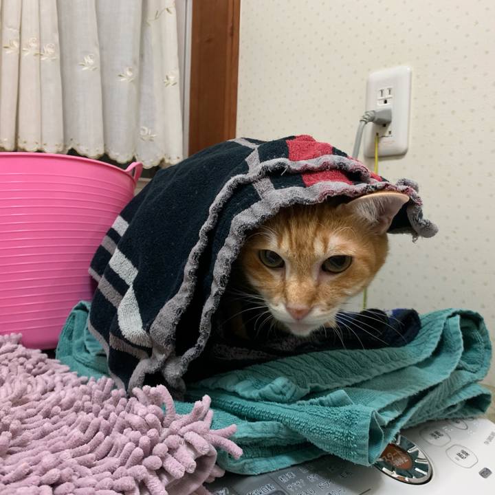 8fee44db 78e9 41db 90e1 a2bee6d39cce 1573478699504