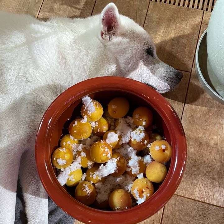 8feeae81 03b5 42a0 8b74 9062c7ffa9f8 1750858075064