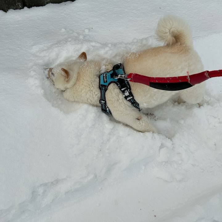 8ff42ead 4050 4ac0 87cc ad240d79f2cf 1733785161967