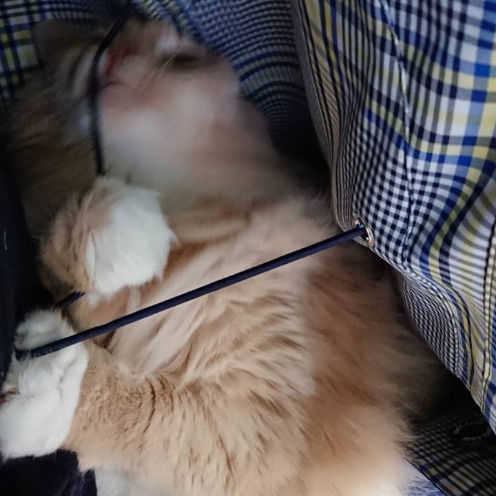 8ff82cdd b6e9 4eb0 afa3 f9fa91002659 1553572107119