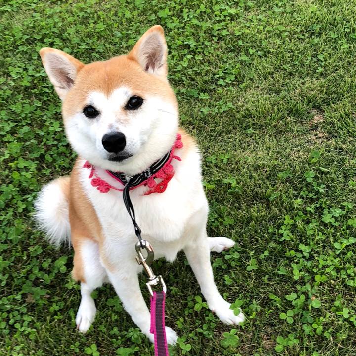 8ff87882 7684 4251 8123 778fb2eaae00 1537870979615