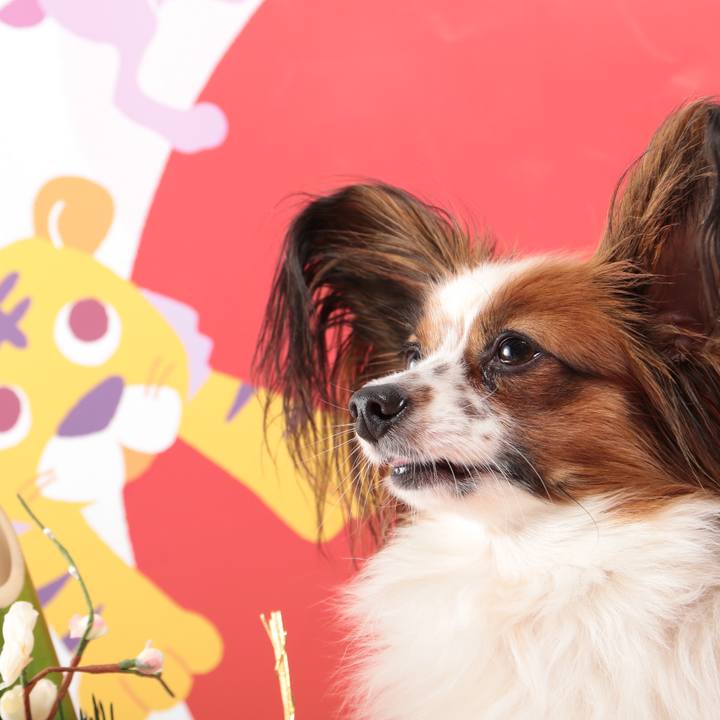 8ffd2ddf 4ba0 4e67 9afe bc6ac732b1f6 1512388517031